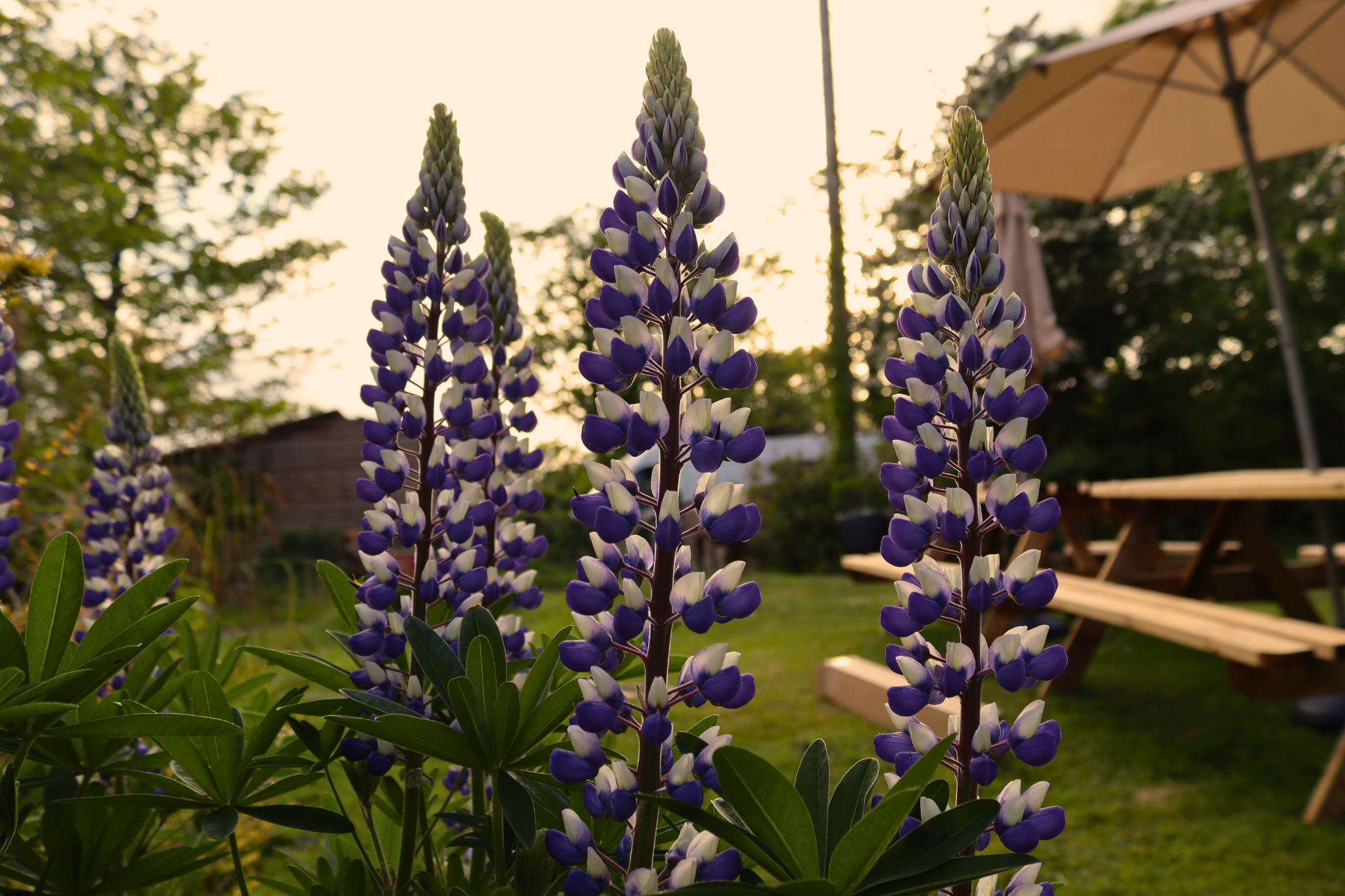 Lupins beside an outdoor dining area in the garden of a holiday home